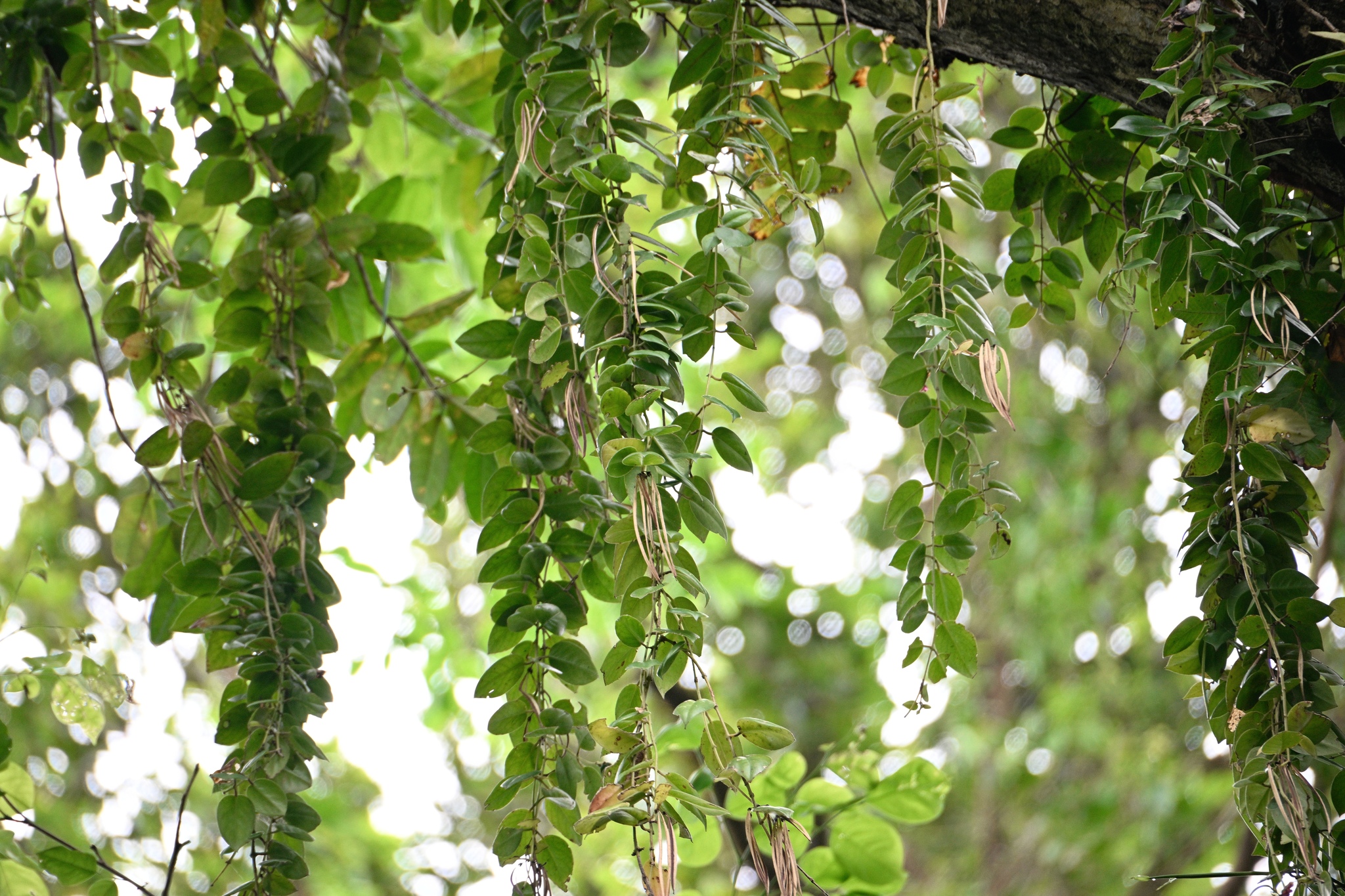 Aeschynanthus crassifolius (Elmer) Schltr. 3