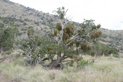Phoradendron capitellatum