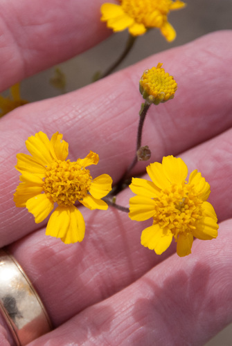 slimlobe bahia (Bahia biternata)
