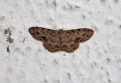 Scopula plantagenaria