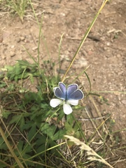 Plebejus melissa
