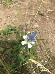 Plebejus melissa
