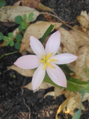 Zephyranthes fosteri