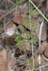 Ipomoea costellata