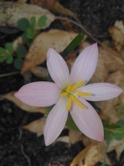 Zephyranthes fosteri
