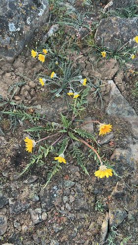 Carey's balsamroot (Balsamorhiza careyana)