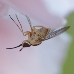 Phthiriinae