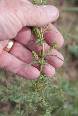 Ambrosia confertiflora