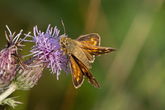 Hesperia comma laurentina