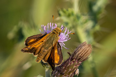 Hesperia comma laurentina