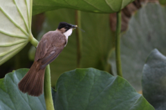 Pycnonotus xanthorrhous