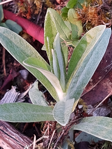 Common Pearlyeverlasting foliage