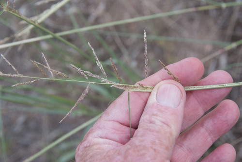 Sand Dropseed (Plants of Highline Lake State Park) · iNaturalist