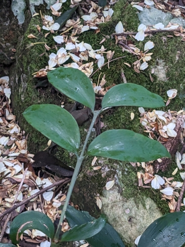 Image of Agathis robusta by (c) Matthew Borella, some rights reserved (CC BY)