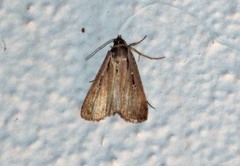 Tathorhynchus exsiccata