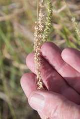 Setaria macrostachya