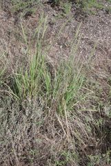 Setaria macrostachya