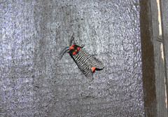 Graphelysia strigillata