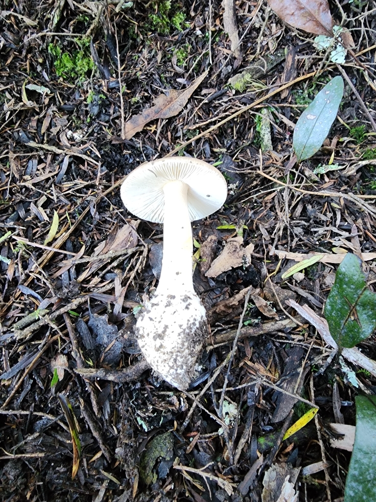 Amanita taiepa · April 2025 · photo: © nicnation (iNaturalist, cc-by)