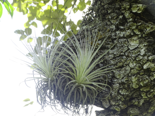 Image of Tillandsia tectorum by (c) biped_cub, some rights reserved (CC BY)