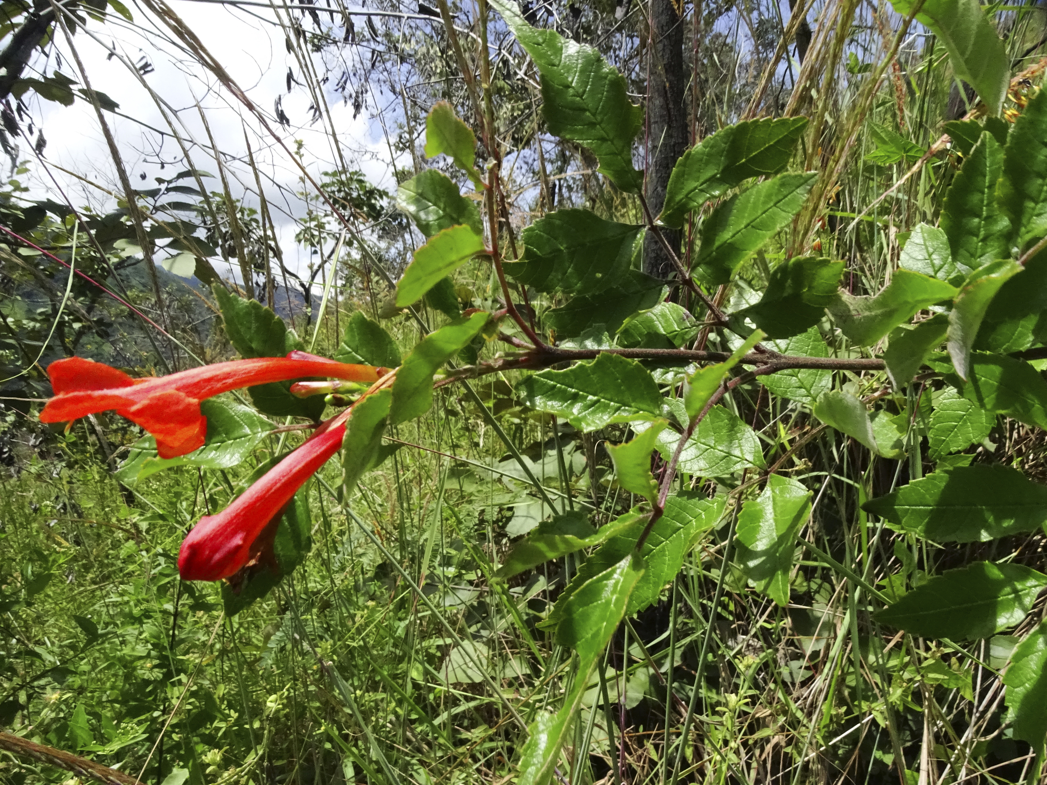 Tecoma rosifolia