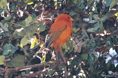 Loxops coccineus