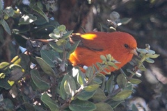 Loxops coccineus