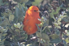 Loxops coccineus