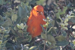 Loxops coccineus