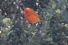 Loxops coccineus