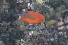 Loxops coccineus