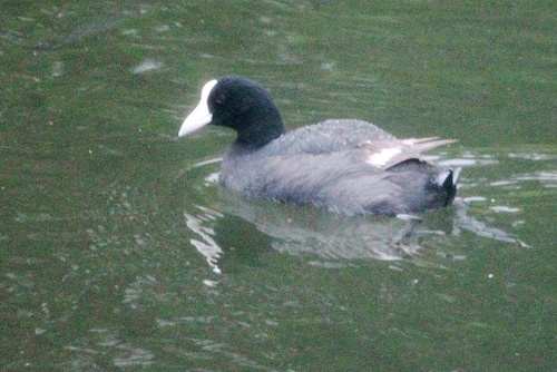 Fulica alai observed 2015-11-05