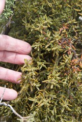 Phoradendron capitellatum