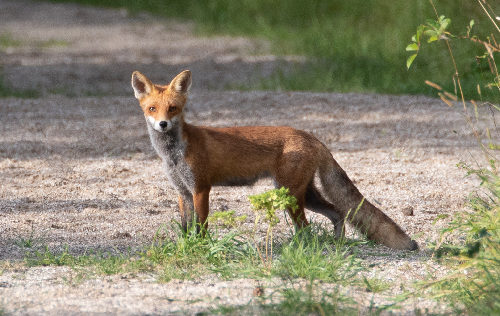 여우 from Glostrup Woods, Denmark on 2019년 08월 10일 (토)... 오후 by Dan Fitzgerald (Fitz) · iNaturalist 여우 (Vulpes vulpes)