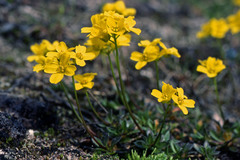 Draba sibirica