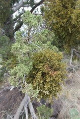 Phoradendron capitellatum