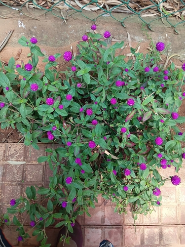 Gomphrena globosa