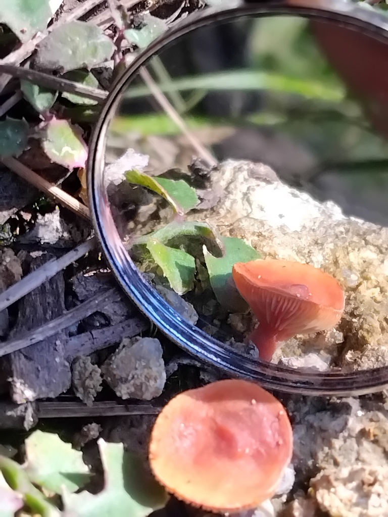 Lactarius eucalypti · April 2025 · photo: © sofiazed1 (iNaturalist, cc-by)