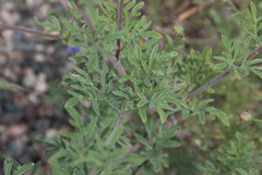 Hymenothrix biternata
