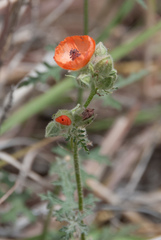 Sphaeralcea rusbyi