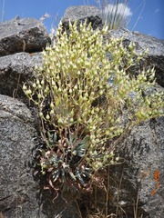 Dudleya abramsii