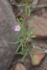 Ipomoea costellata