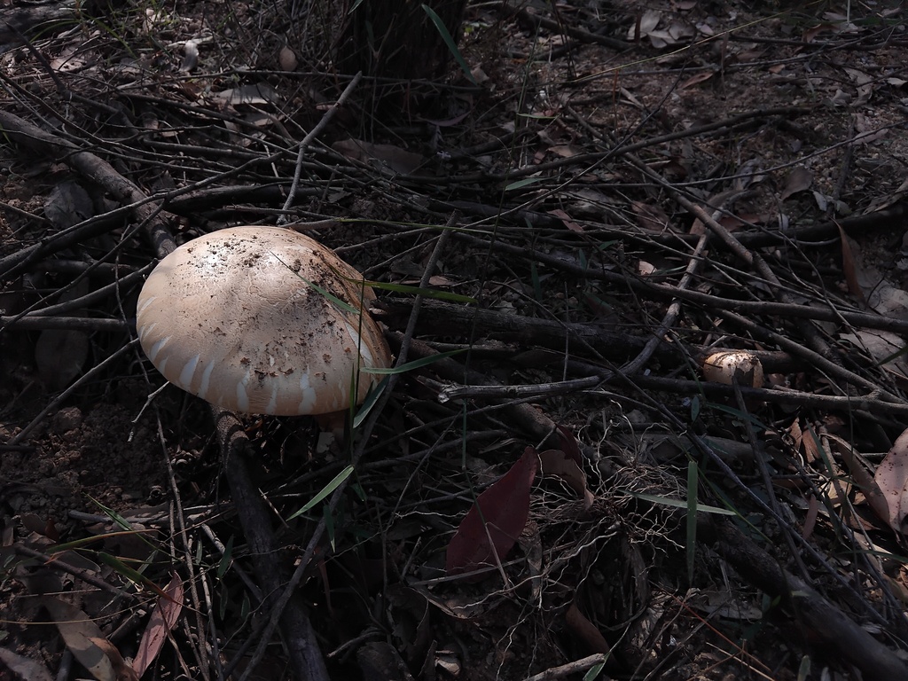Amanita ochrophylla · April 2025 · photo: © sofiazed1 (iNaturalist, cc-by)