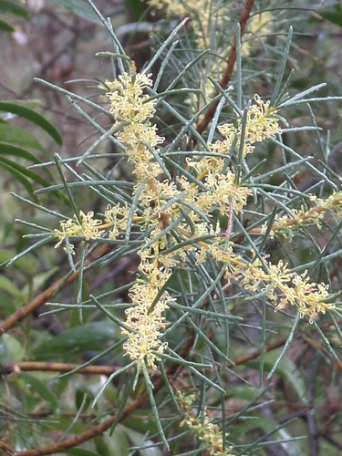 Image of Hakea nodosa by no rights reserved