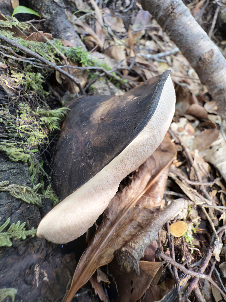 Tylopilus formosus · April 2025 · photo: © jeremy_rolfe (iNaturalist, cc-by)