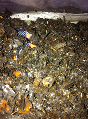 Geophis semidoliatus