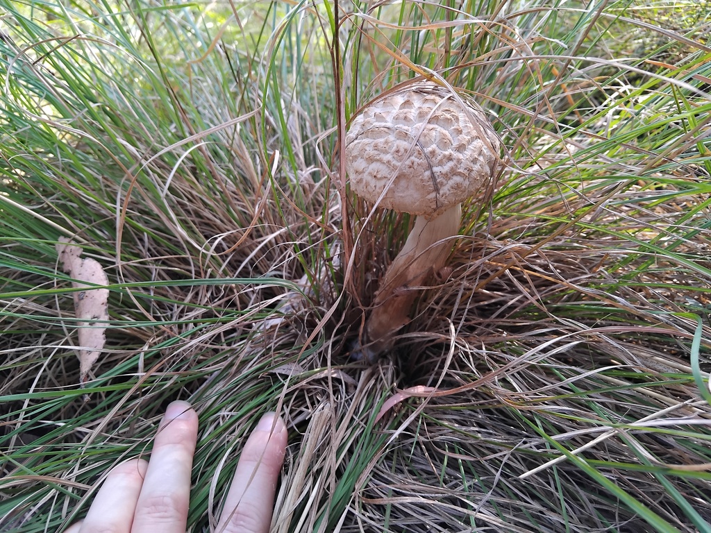 Boletellus dissiliens · April 2025 · photo: © sofiazed1 (iNaturalist, cc-by)