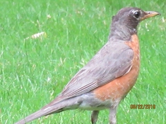 Turdus migratorius