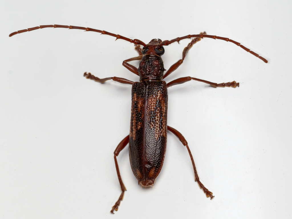 Phoracantha rugithoracica