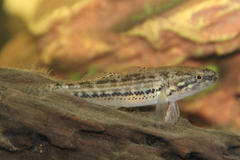 Striped Gudgeon photo 3